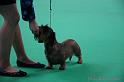 Crufts2011_2 1323